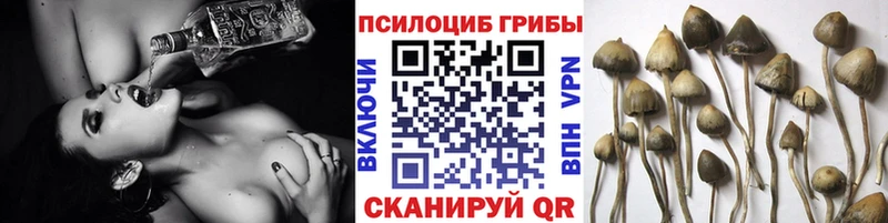 Псилоцибиновые грибы Psilocybine cubensis  Карачев 